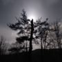 Photo of Tree Fellers
