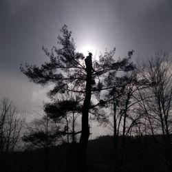 Tree Fellers - This was an interesting job. Large white pine that had a large honey bee nest near the base. I was able to safely take the top out of tree.