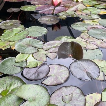 Laguna Koi Ponds - water lily $49 - Aquarium Services Near Me - Laguna Beach, California Laguna Koi Ponds - water lily $49 - Aquarium Services Near Me - Laguna Beach, California