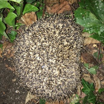 Campingplatzbetriebe - My camp platz had a hedgehog. :) - Campgrounds Near Me - Kressbronn, BW Campingplatzbetriebe - My camp platz had a hedgehog. :) - Campgrounds Near Me - Kressbronn, BW