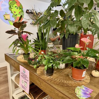 Nopalita Café - Houseplants by Ephemera in the Yellow House. Live plants and terrariums for sale. Grab a coffee, take home a green friend. - Coffee & Tea Near Me - Keller, Texas Nopalita Café - Houseplants by Ephemera in the Yellow House. Live plants and terrariums for sale. Grab a coffee, take home a green friend. - Coffee & Tea Near Me - Keller, Texas