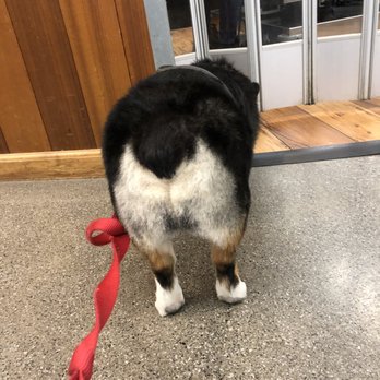 Almaden Pet Salon - Perfect - Pet Groomers Near Me - San Jose, California Almaden Pet Salon - Perfect - Pet Groomers Near Me - San Jose, California