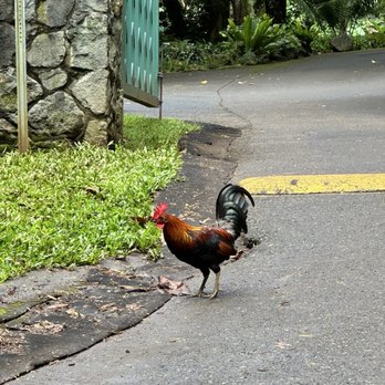 Mānoa Falls Trail - Hiking Near Me - Honolulu, Hawaii