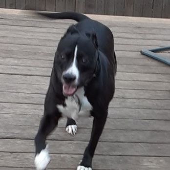 Tara's Crate Escape - Pet Boarding Near Me - Sapulpa, Oklahoma Tara's Crate Escape - Pet Boarding Near Me - Sapulpa, Oklahoma