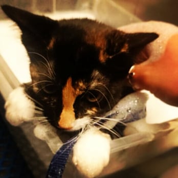 PetSmart - Leila getting groomed. - Pet Training Near Me - Fountain Valley, California PetSmart - Leila getting groomed. - Pet Training Near Me - Fountain Valley, California