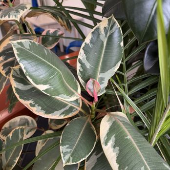 Craftsman Coffee - Plants!! Thriving plants! - Coffee & Tea Near Me - Pacifica, California Craftsman Coffee - Plants!! Thriving plants! - Coffee & Tea Near Me - Pacifica, California