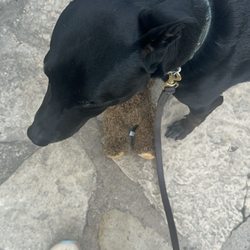Door County Dog - Toby hiking with "Scare Bear" at Eagle Panorama, in Peninsula State Park
