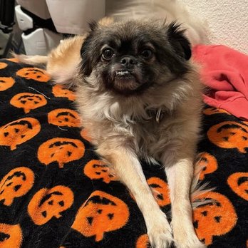 Westminster Veterinary Group - Thank you Westminster Veterinary Group! - Veterinarians Near Me - Westminster, California