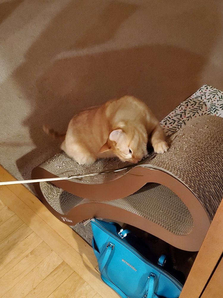 SAM’S CATS & DOGS NATURALLY Updated June 2024 23535 NE Novelty Hill