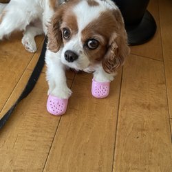 Fur Sure Mobile Pet Grooming - Lilly was finally recovered enough to take a walk 3 weeks later..