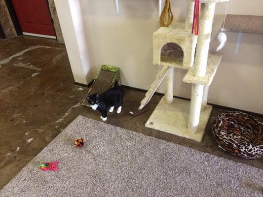 The Cat Cafe by null