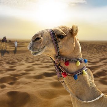 Skyfire Travel - Travel Agents Near Me - Pearland, Texas Skyfire Travel - Travel Agents Near Me - Pearland, Texas