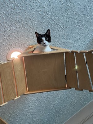 El Gato Coffeehouse by null