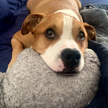 Anne Arundel Veterinary Emergency Clinic - Our baby boy - Emergency Pet Hospital Near Me - Annapolis, Maryland Anne Arundel Veterinary Emergency Clinic - Our baby boy - Emergency Pet Hospital Near Me - Annapolis, Maryland