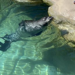 Hawaiian monk seal Hawaiian monk seal