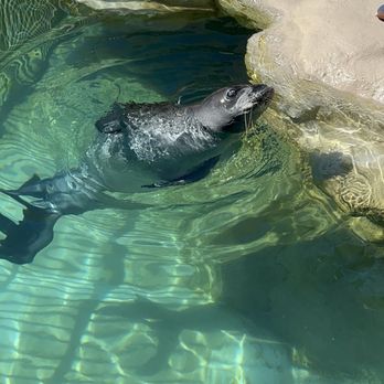 Waikiki Aquarium - Hawaiian monk seal - Aquariums Near Me - Honolulu, Hawaii Waikiki Aquarium - Hawaiian monk seal - Aquariums Near Me - Honolulu, Hawaii