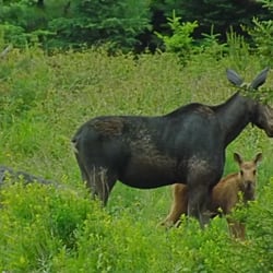 Special T Adventures - Cow With Her Calf