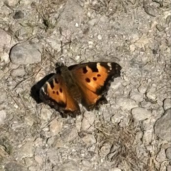 Lake Alpine - California tortoiseshell butterfly - Campgrounds Near Me - Bear Valley, California Lake Alpine - California tortoiseshell butterfly - Campgrounds Near Me - Bear Valley, California