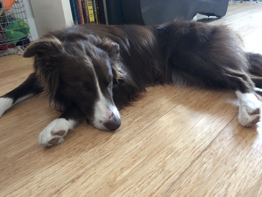 pooch palace long point road