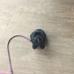 Master Fitness Studio - It's "take your dog to the gym day!" Molly helped us all work and stay energized. You can't lay on the ground or she attacks!
