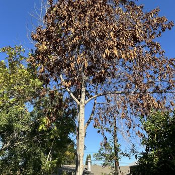 Ramces Tree Services - Tree Services Near Me