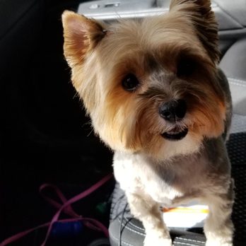Bath Brush and Beyond - Such a happy baby! - Pet Groomers Near Me - Albuquerque, New Mexico