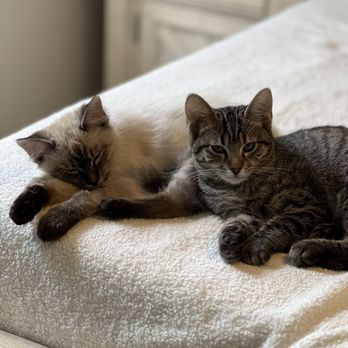 FRIENDS OF UPLAND ANIMAL SHELTER - Updated December 2024 - 64 Photos