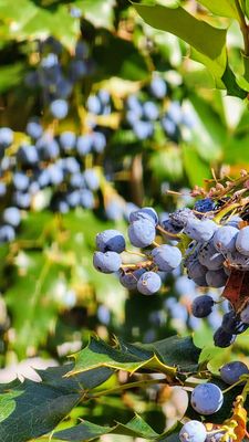 New Mexico State Capitol by null