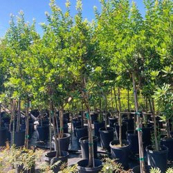 Redbud Nursery