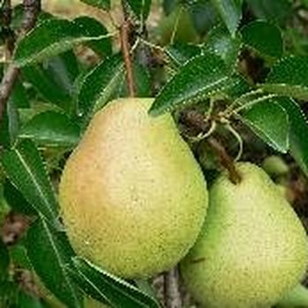 Styer Orchard - Pears are almost ready! - Pick Your Own Farms Near Me - Langhorne, Pennsylvania