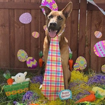 PetDegree Dogs - That smile says it all. He loves his time at daycare - Pet Training Near Me PetDegree Dogs - That smile says it all. He loves his time at daycare - Pet Training Near Me