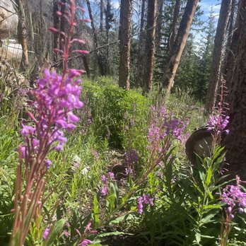 San Luis Peak - Flowers - Hiking Near Me - Creede, Colorado
