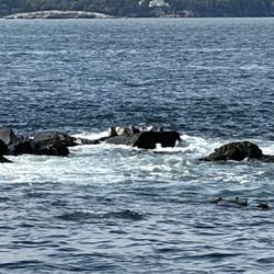 Acadian Boat Tours - Harbor seals basking on a rock