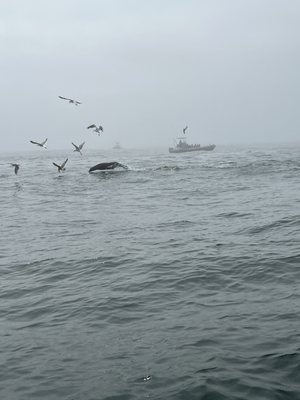 Whale's Tail Charters by null