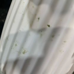 Miracle Flowers - Dirty vase that was probably recycled from someone who returned their disgusting flowers.
