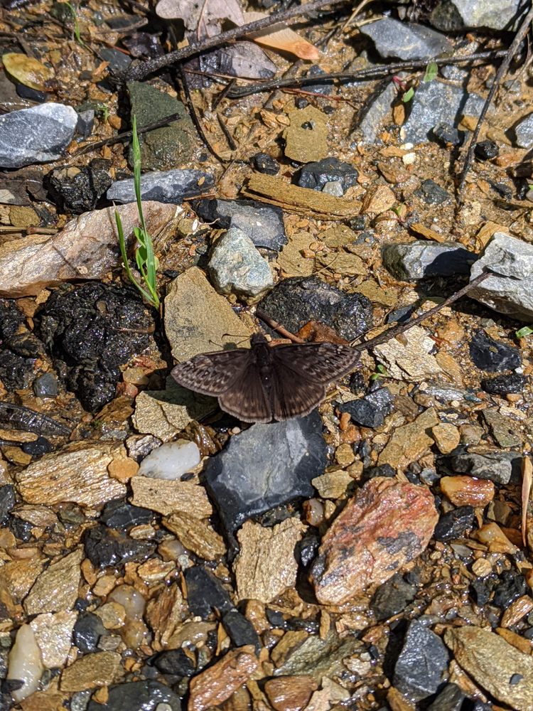 Natureli Whole - grief counselor in Germantown, MD