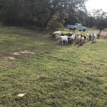Jester King Brewery - Goats! - Breweries Near Me - Austin, Texas Jester King Brewery - Goats! - Breweries Near Me - Austin, Texas