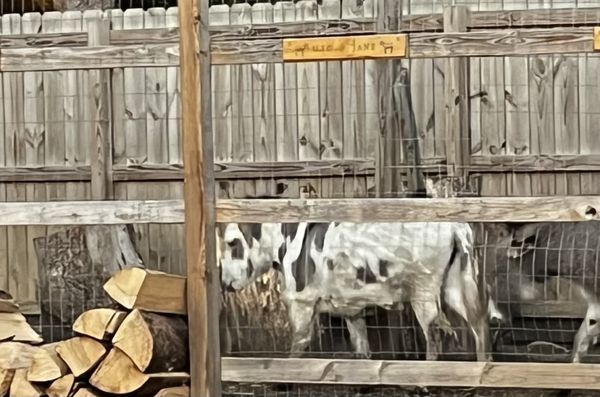 Bush Farmhouse by null