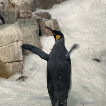 Biodôme de Montréal - Emperor penguin - Aquariums Near Me - Montreal, Quebec Biodôme de Montréal - Emperor penguin - Aquariums Near Me - Montreal, Quebec