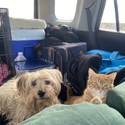 Travel buddies