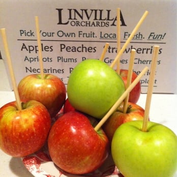 Linvilla Orchards - Making Carmel apples - Farmers Market Near Me - Media, Pennsylvania Linvilla Orchards - Making Carmel apples - Farmers Market Near Me - Media, Pennsylvania