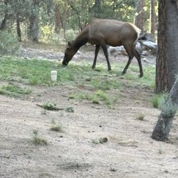 Christopher Creek Cabins - An elk visited early one morning