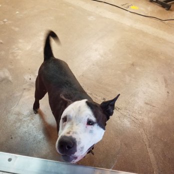 Woof In Boots - Pet Groomers Near Me - Denver, Colorado Woof In Boots - Pet Groomers Near Me - Denver, Colorado