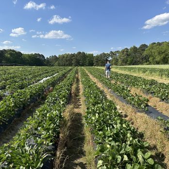 Gross Farms - Fruits & Veggies Near Me - Sanford, North Carolina Gross Farms - Fruits & Veggies Near Me - Sanford, North Carolina