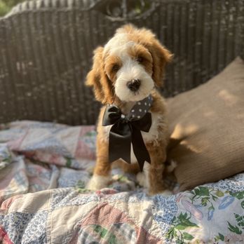 PetSmart Dog Training - Nat-Man~Ant-Man at 11 weeks old - Pet Training Near Me - Flint, Michigan