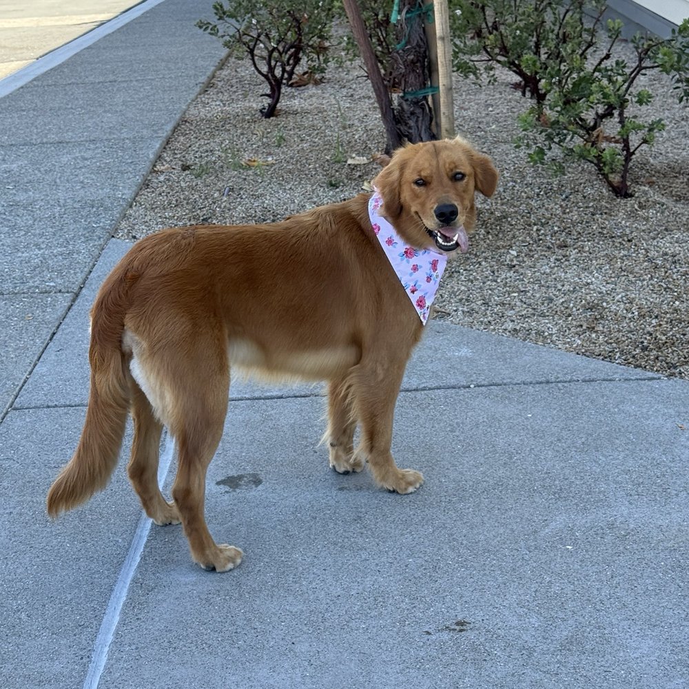 Pet Lovers Mobile Pet Grooming - Pet Groomers Near Me Pet Lovers Mobile Pet Grooming - Pet Groomers Near Me