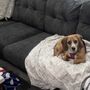 Photo of Happy Paws Happy Tails