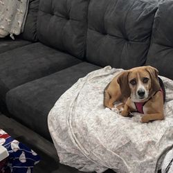 Happy Paws Happy Tails - Quinn the beagle !