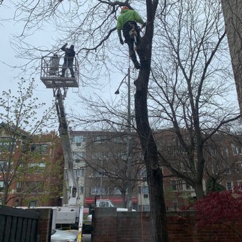 A1 Tree Service - Tree Services Near Me - Chicago, Illinois