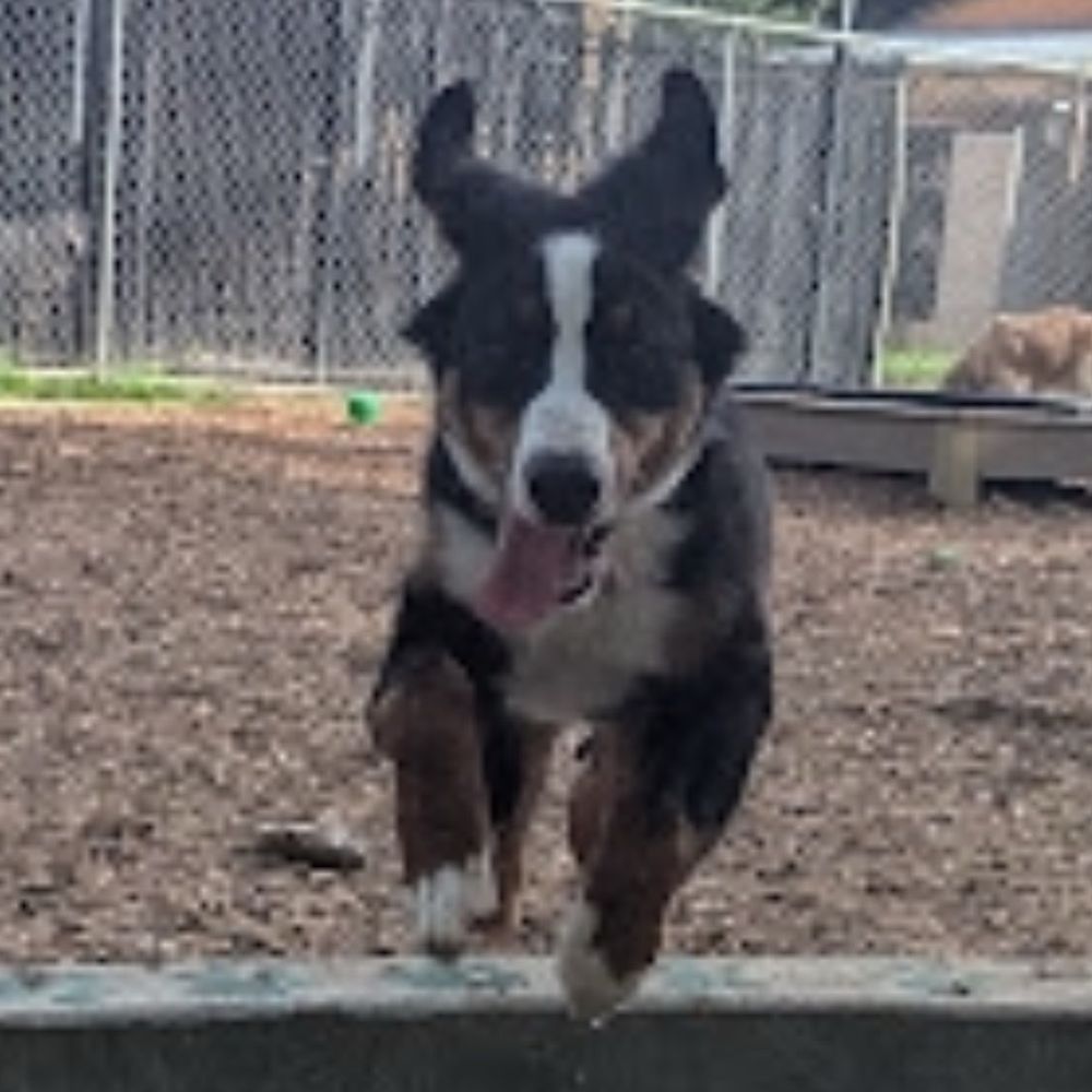 Barks & Recreation Pet Suites - Puppy - Pet Sitting Near Me - Spring, Texas